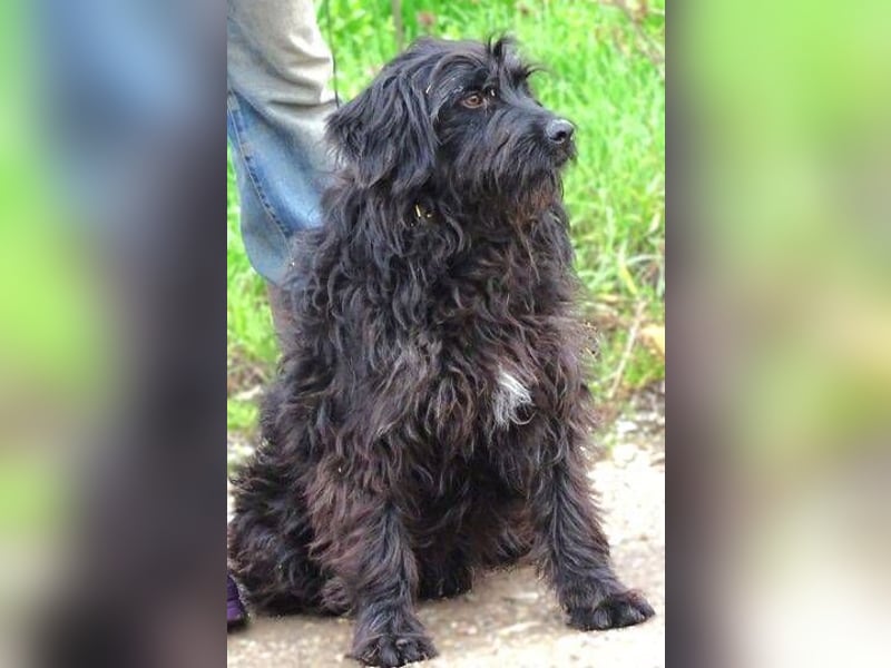 RICKY Ist ein super süßer Hundejunge