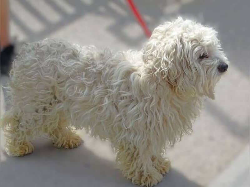 Theo, kleiner Kerl in großer Gefahr