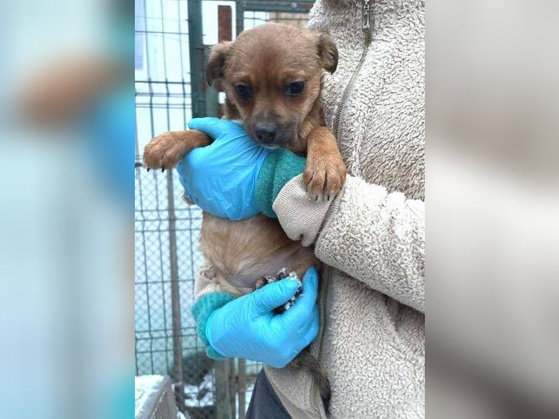 ANTONIA  das Hundekind braucht ein liebevolles Zuhause