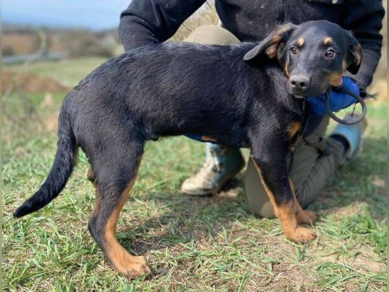 HANK braucht ein Chance