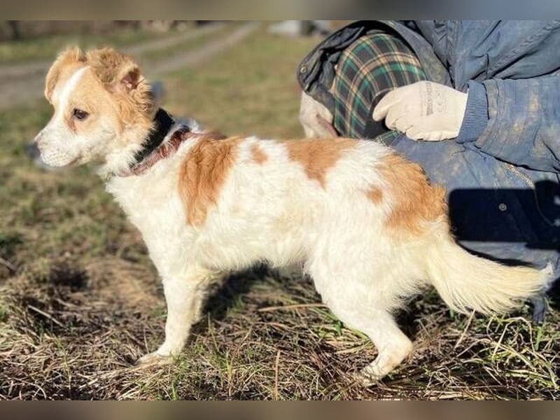 ALEXA sucht nach Liebe 