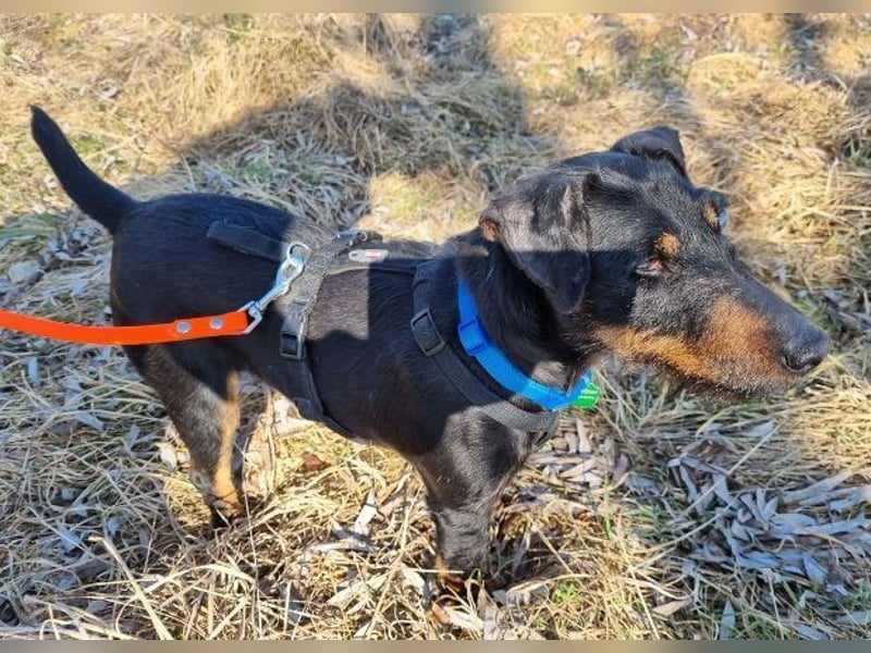 TARA ist eine ganz liebe Hündin