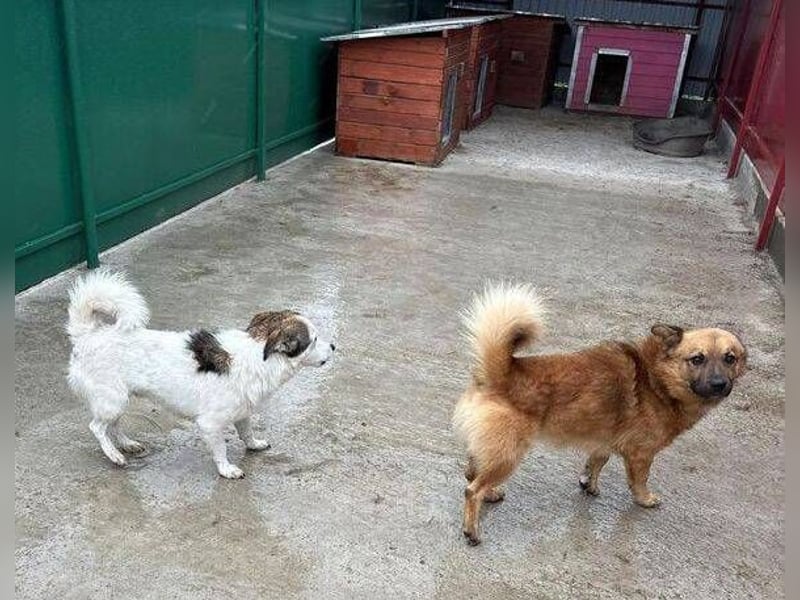 BERTIE kleiner Mann in großer Not