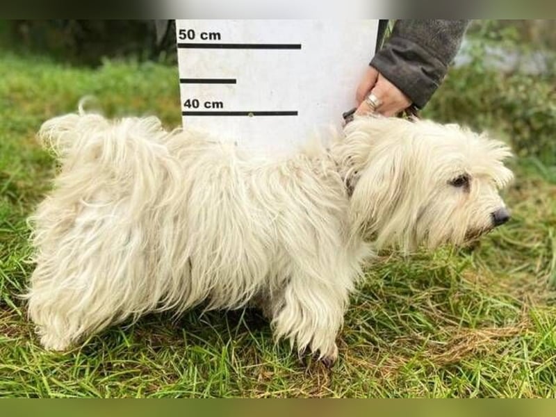 JOEY ist ein süßes Wuschelchen JOEY ist ein süßes Wuschelchen