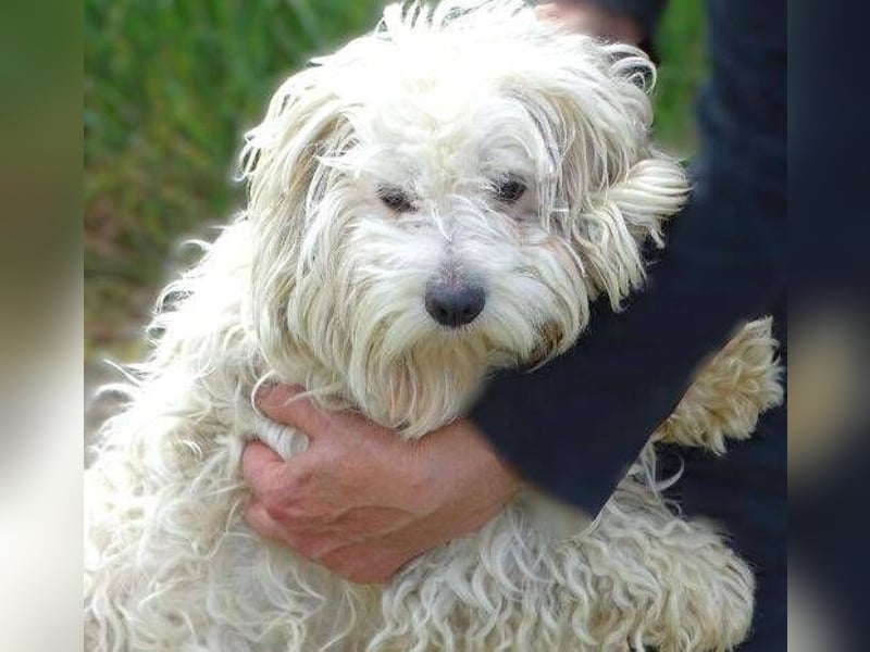 Theo, kleiner Kerl in großer Gefahr