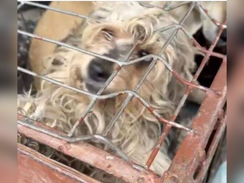 PAULCHEN braucht unsere Hilfe