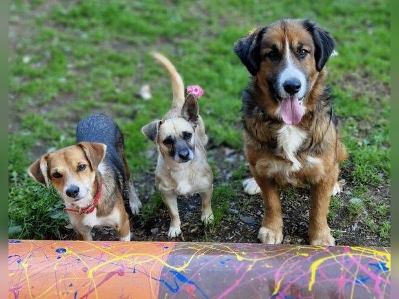 REXINA Mini-Mäuschen REXINA Mini-Mäuschen