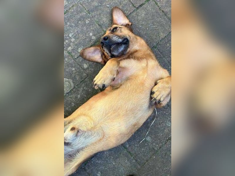 PASHA ist ein kleiner Schatz