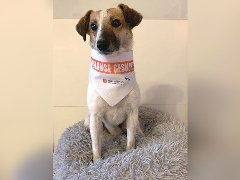 MIRKA liebt streicheln