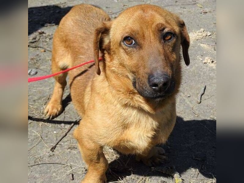 PASHA ist ein kleiner Schatz