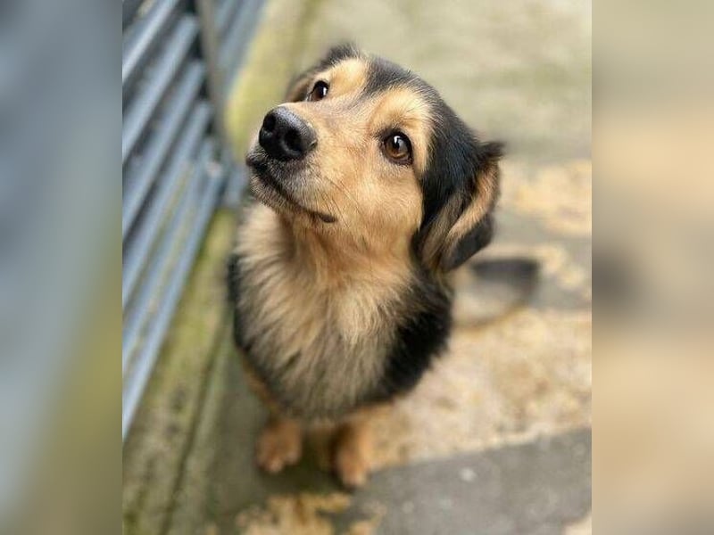 JEREMIAH wurde herzlos ausgesetzt