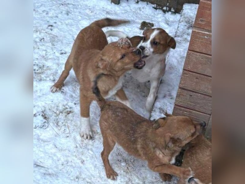 ANGEL,  kleines Hundekind braucht Wärme