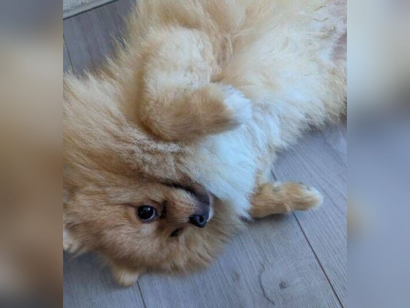 WINNIE Pooh - kleines Flauschbällchen