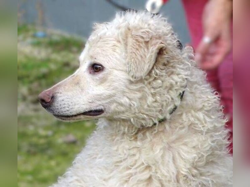 CLIVE  wurde gnadenlos entsorgt