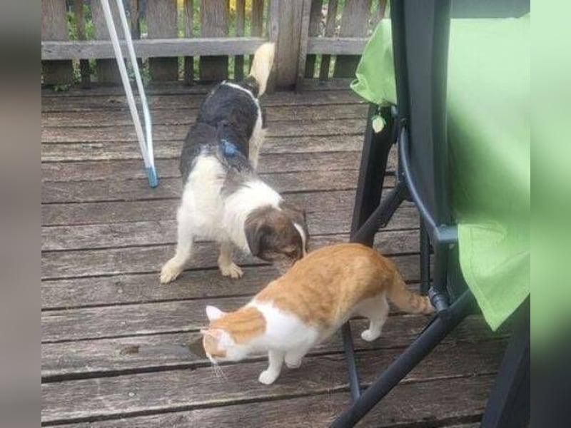 HENRY ist ein ruhiger Junge