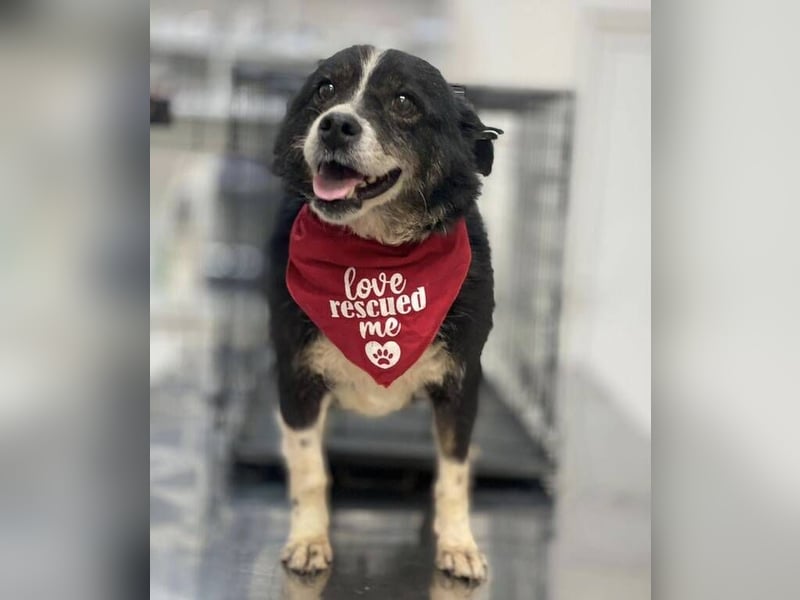 PANDA wünscht sich sehnlichst ein Zuhause