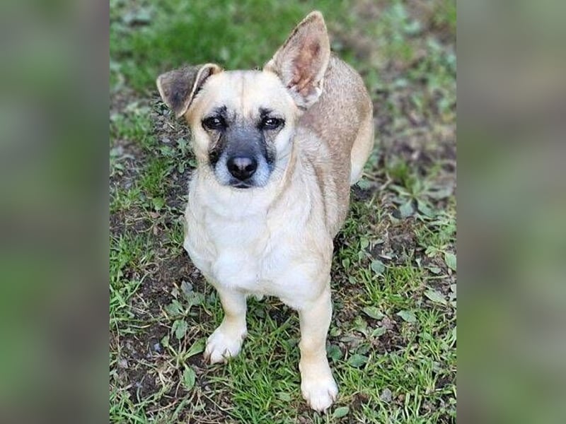 REXINA Mini-Mäuschen REXINA Mini-Mäuschen