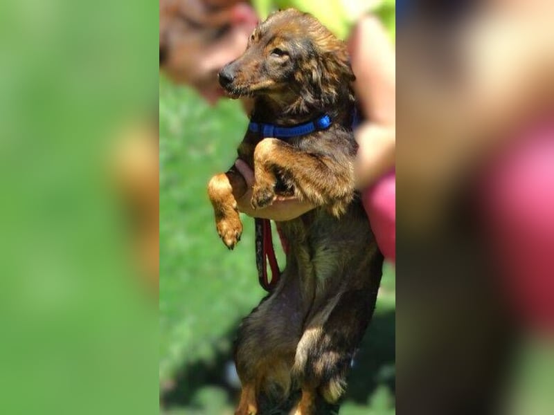 MIMI ist ein niedliches kleines Hundeherzchen