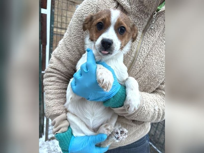 ANGEL,  kleines Hundekind braucht Wärme