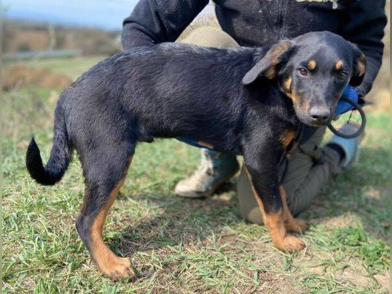 HANK braucht ein Chance