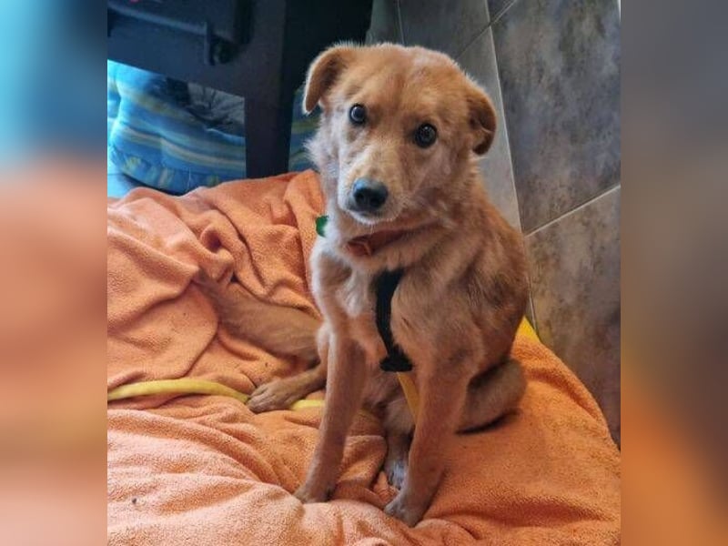 MEGGY ist zuckersüß