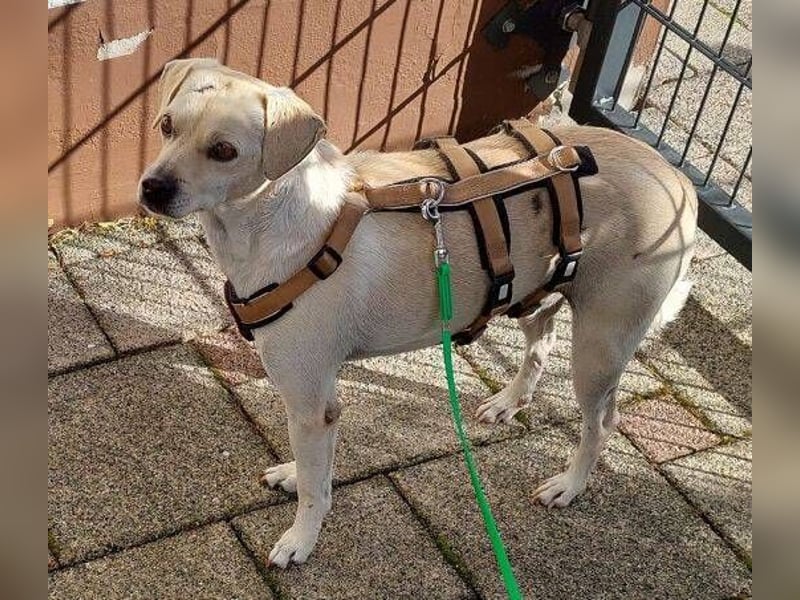 OTTO 3 ist ein freundlicher Hundeschatz