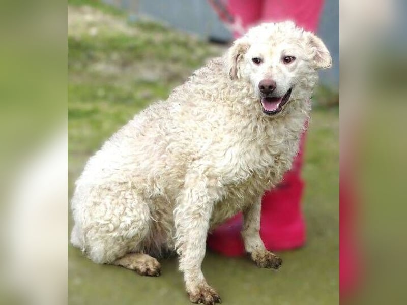 CLIVE  wurde gnadenlos entsorgt