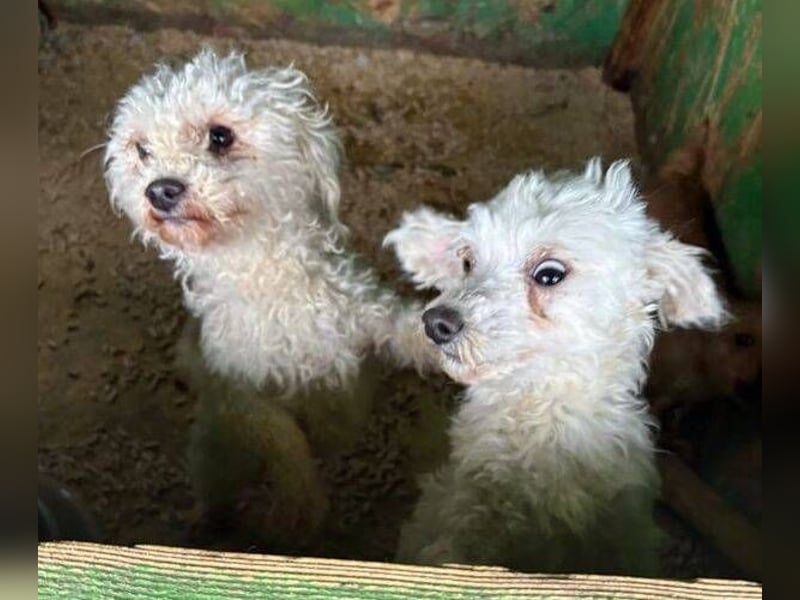 SNOW wurde herzlos entsorgt