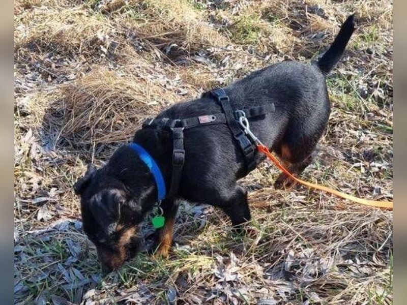 TARA ist eine ganz liebe Hündin