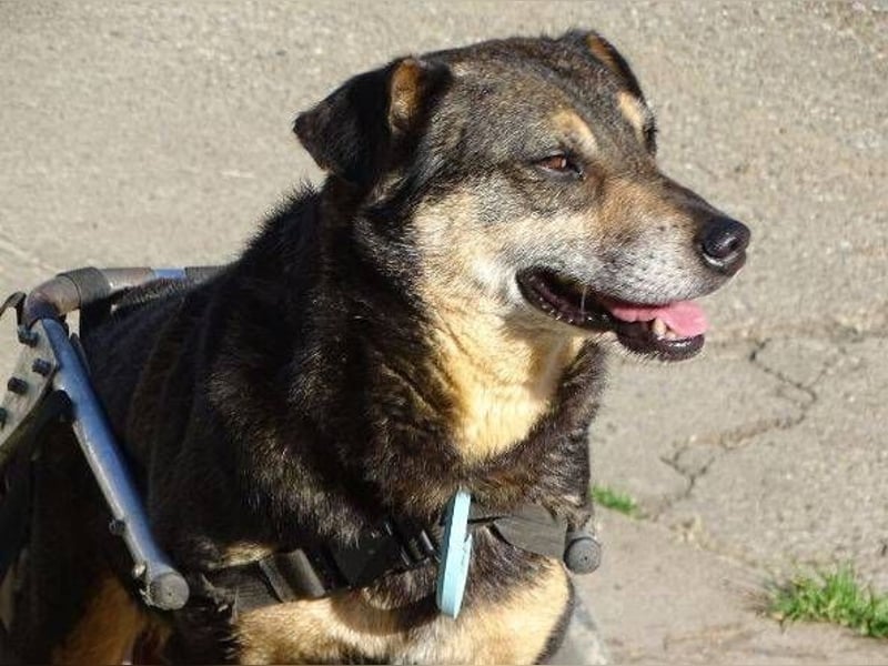 JACKY sucht Menschen mit großem Herzen ❤️