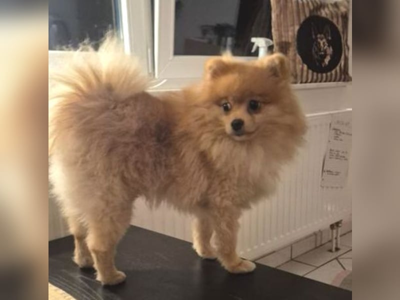 WINNIE Pooh - kleines Flauschbällchen