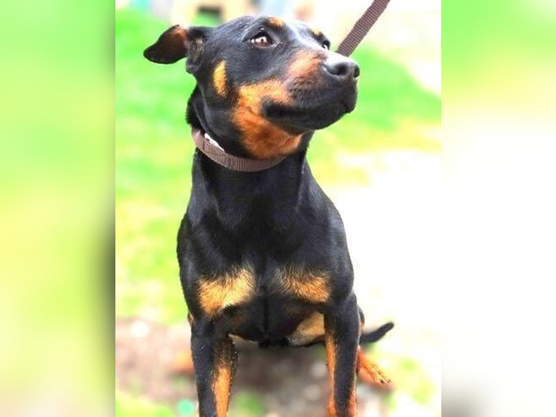 TILLY ist eine ganz entzückende Hündin