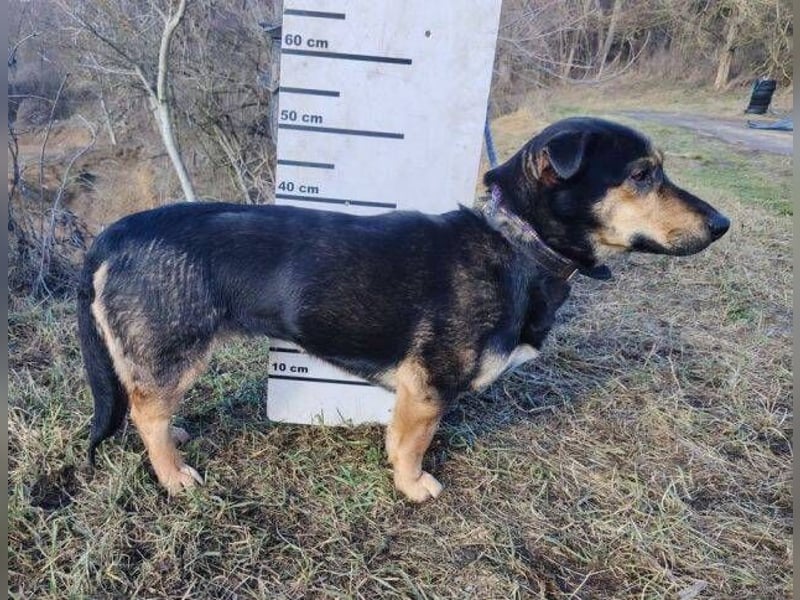 MAVIS braucht dringend Hilfe