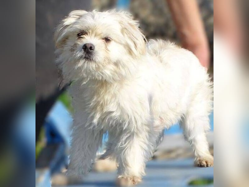 MIMMI die kleine hat große Angst