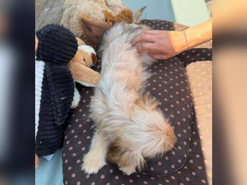 CARLOTTA , kleines Hundemädchen sucht das Glück