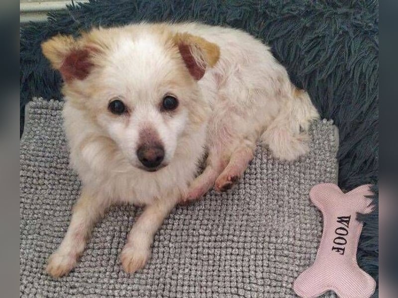 TALVI ist eine süße Hundedame