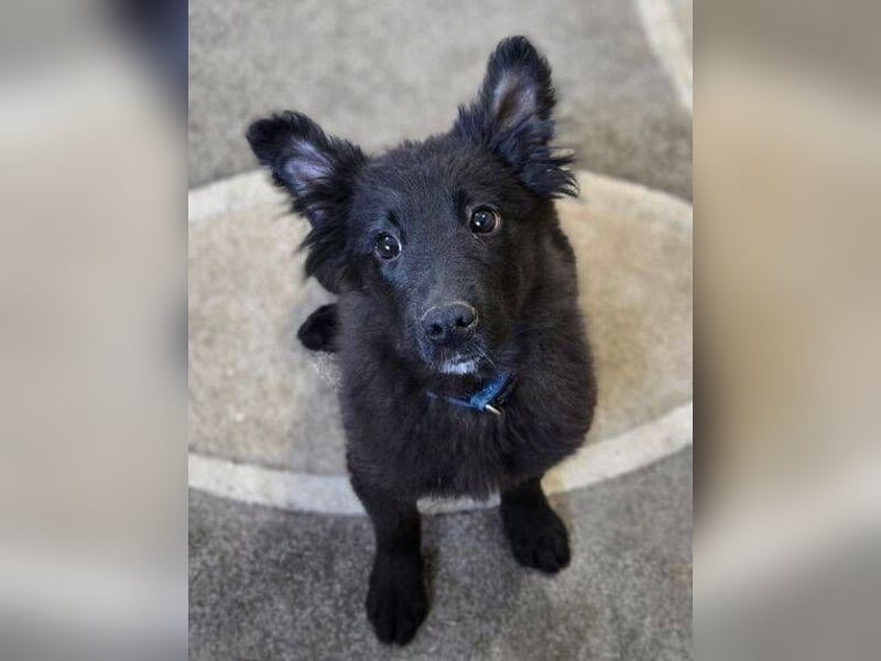 KATE ist ein zuckersüßes Plüschnäschen