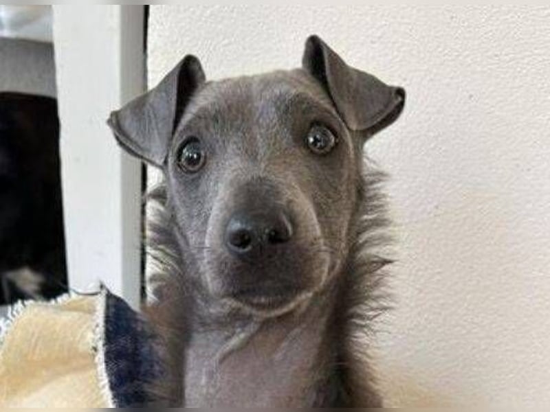 CONNIE ein Hundekind sucht seine Menschen