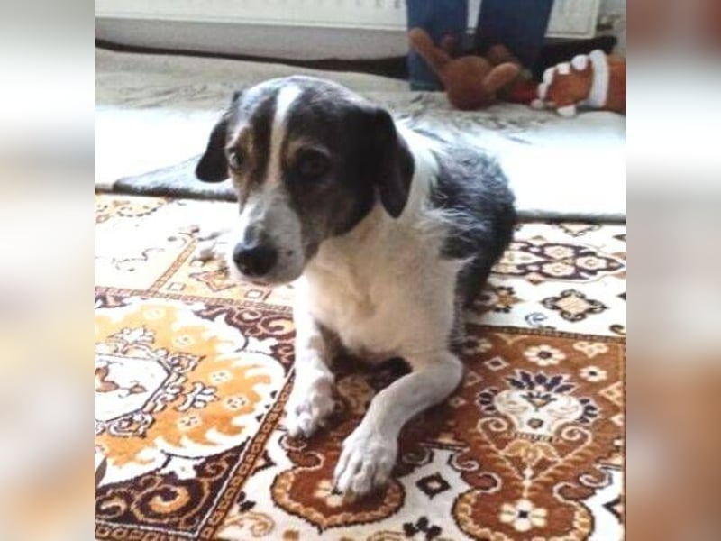 HENRY ist ein ruhiger Junge