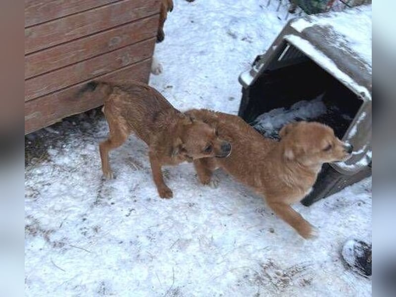 ANTONIA  das Hundekind braucht ein liebevolles Zuhause