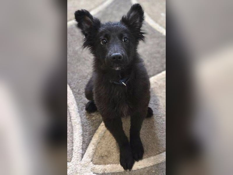 KATE ist ein zuckersüßes Plüschnäschen