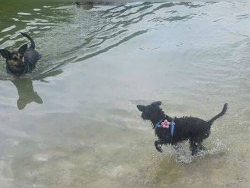 LILI - kleines Hundekind auf der Suche nach dem großen Glück