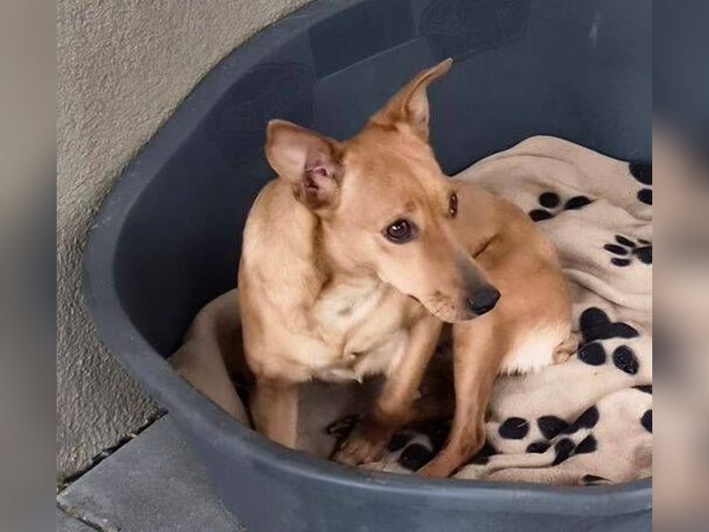 PENNY ist eine süße Maus