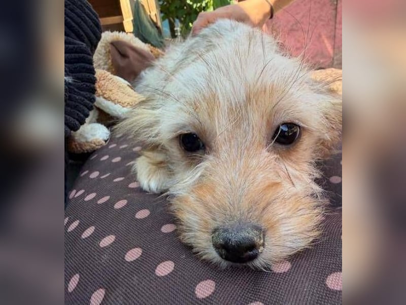 CARLOTTA , kleines Hundemädchen sucht das Glück