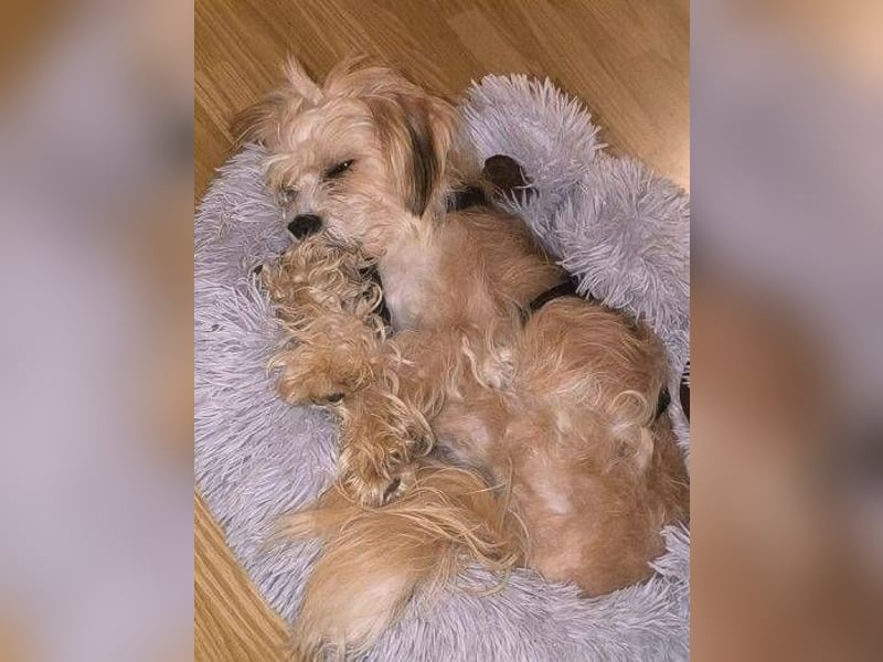 LULU 2 ist zuckersüß