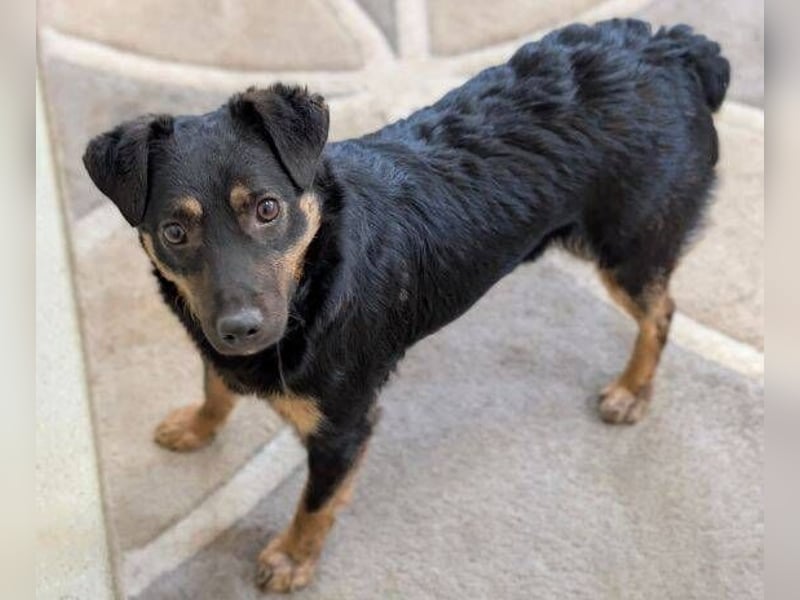 LINO  ist ein ganz besonders lieber Junge