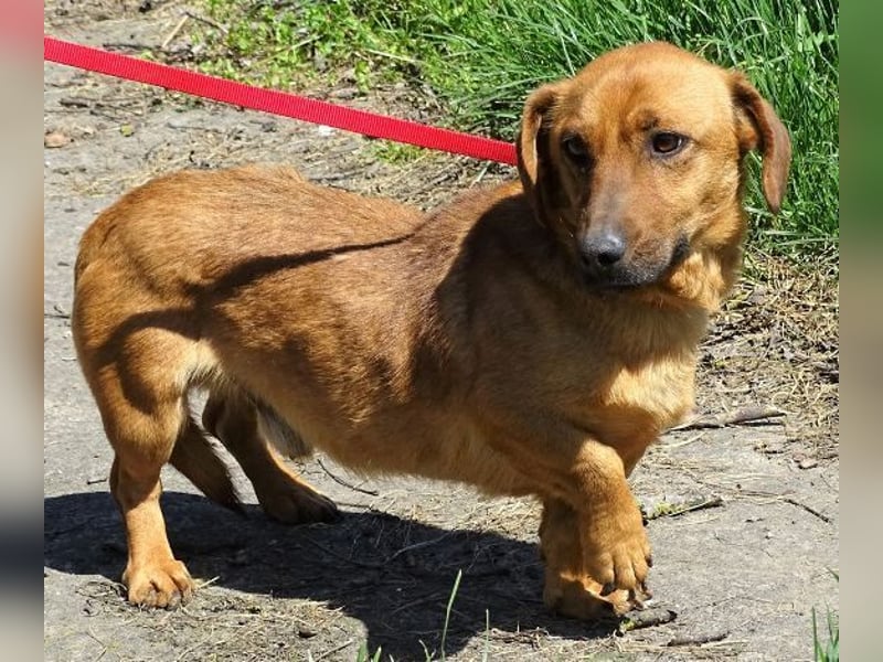 PASHA ist ein kleiner Schatz