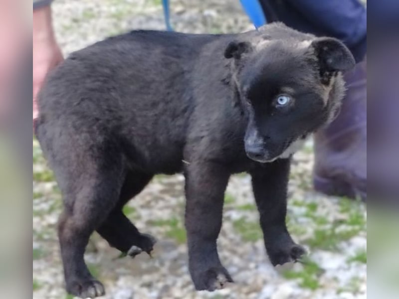 DONNA kleines Hundekind sucht Zuhause