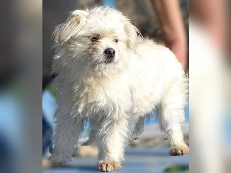 MIMMI die kleine hat große Angst