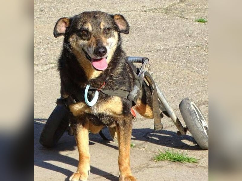 JACKY sucht Menschen mit großem Herzen ❤️